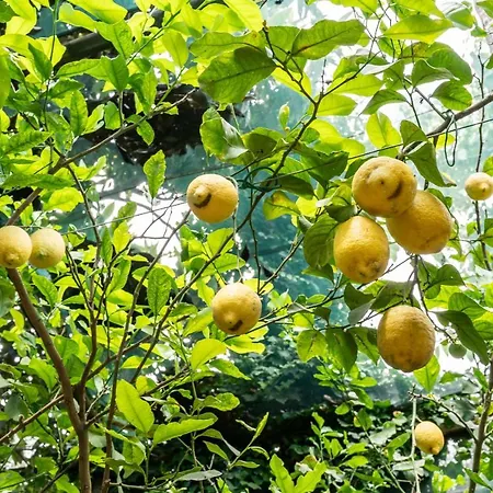 别墅 Romantic Garden *