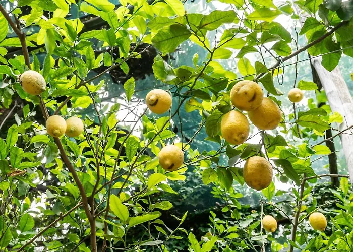 ヴィラ Romantic Garden *